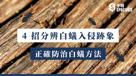 房間很多白蟻|白蟻入侵兩週可吃光傢俱！4招分辨白蟻跡象+正確防治白蟻 ｜千 